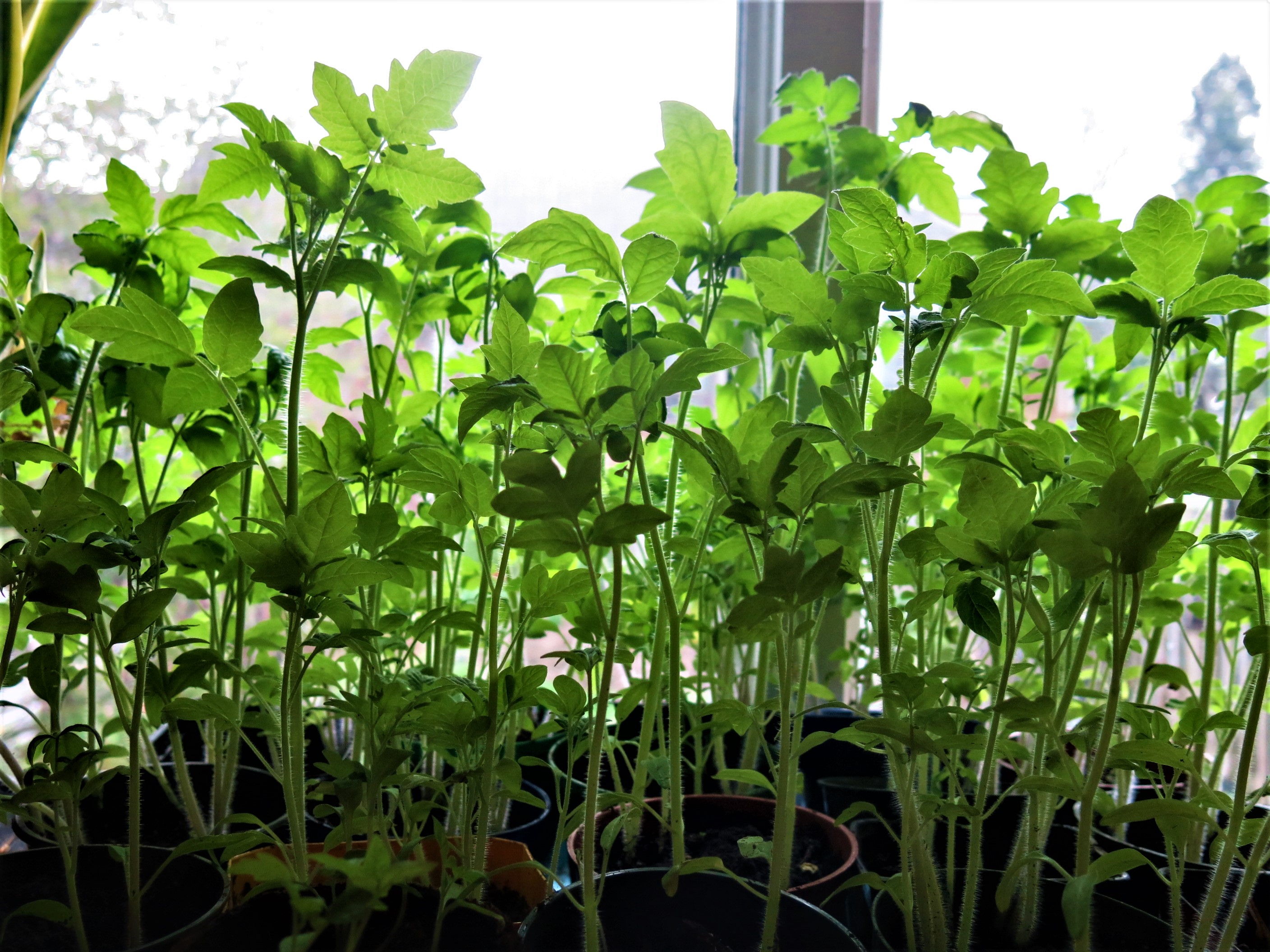 tomato seedlings with sunlight coming through